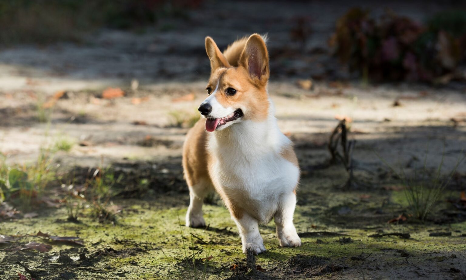 Here's What You Need To Know About Corgis - The Dogington Post