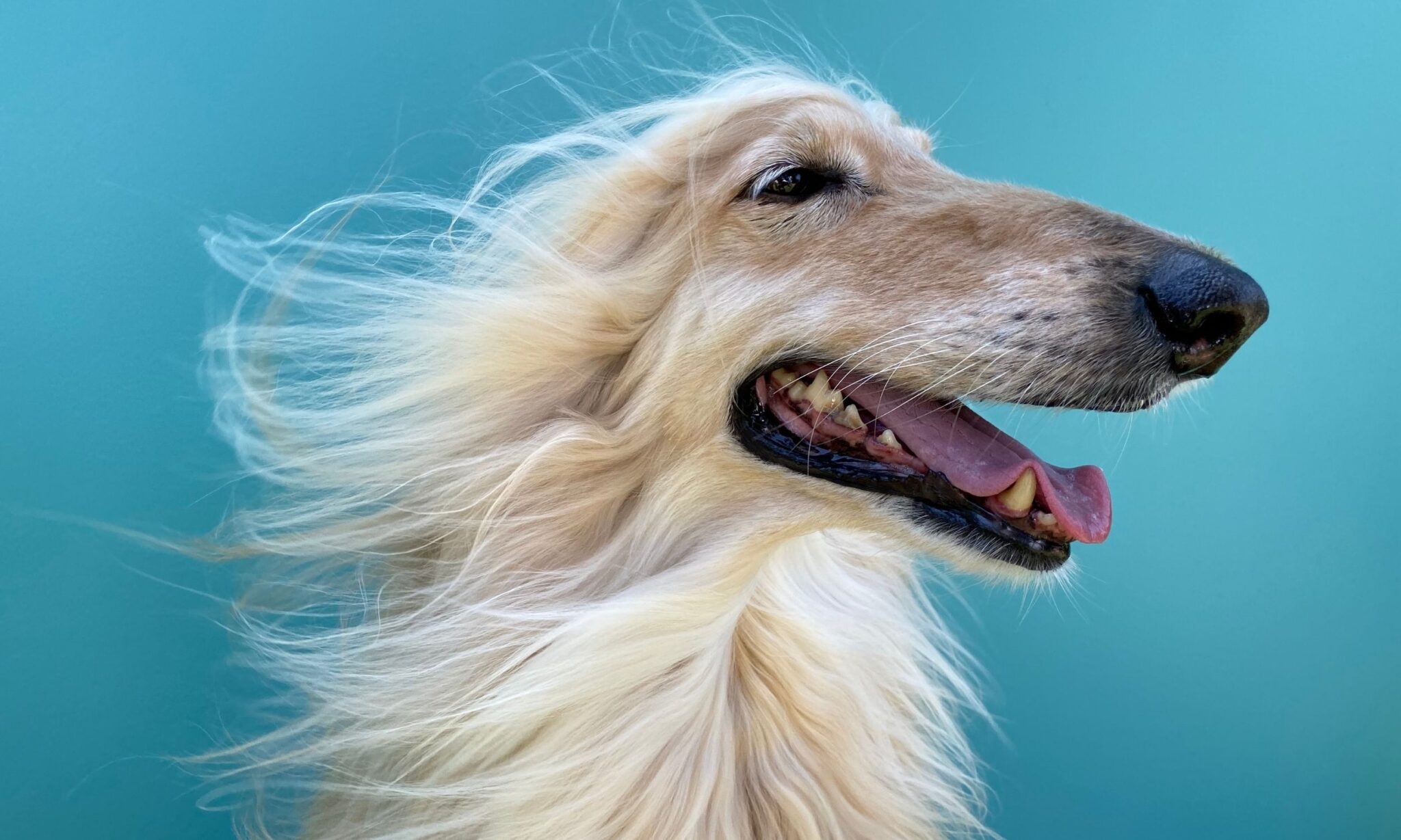 Top Tips to Control Your Dog's Shedding - The Dogington Post