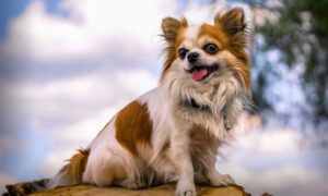 Small Dog Breeds