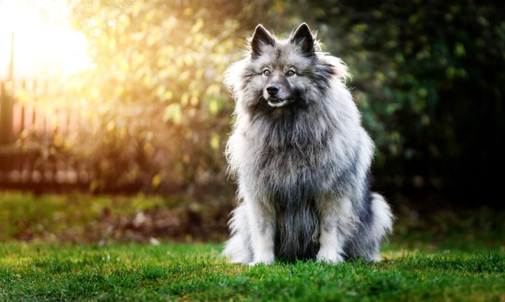 is the keeshond legal in slovenia