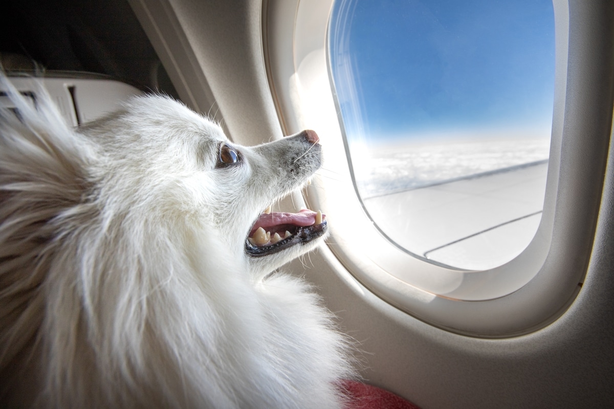 Pet Friendly Charter Flights