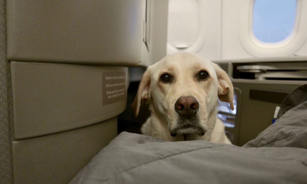 Top Helpful Tips For Flying With Your Fur Baby - The Dogington Post