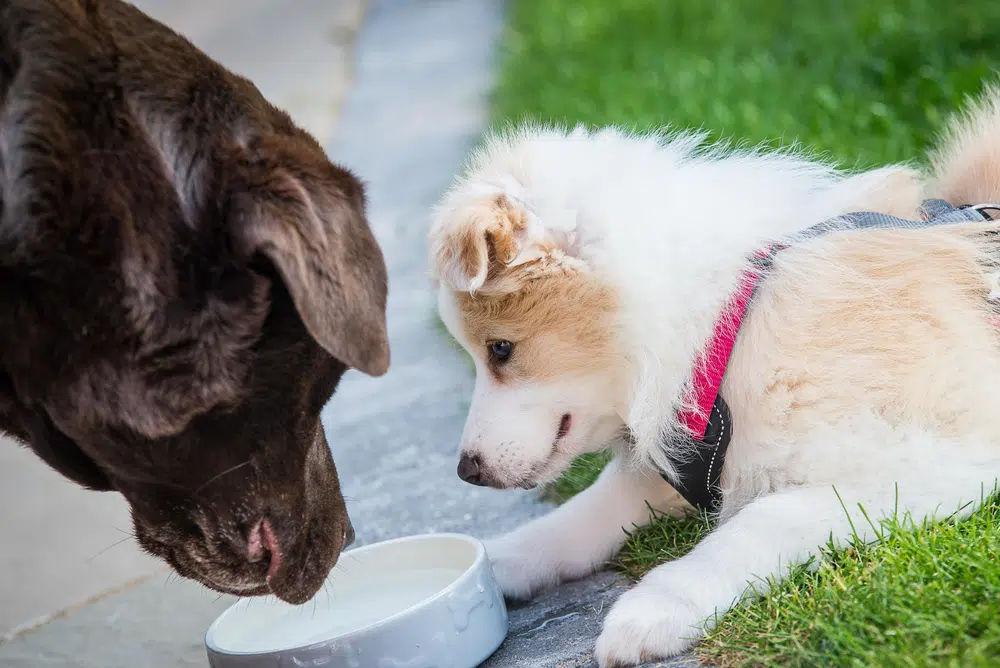 A Puppy And Adult Dog Sharing A Bowl Of Water