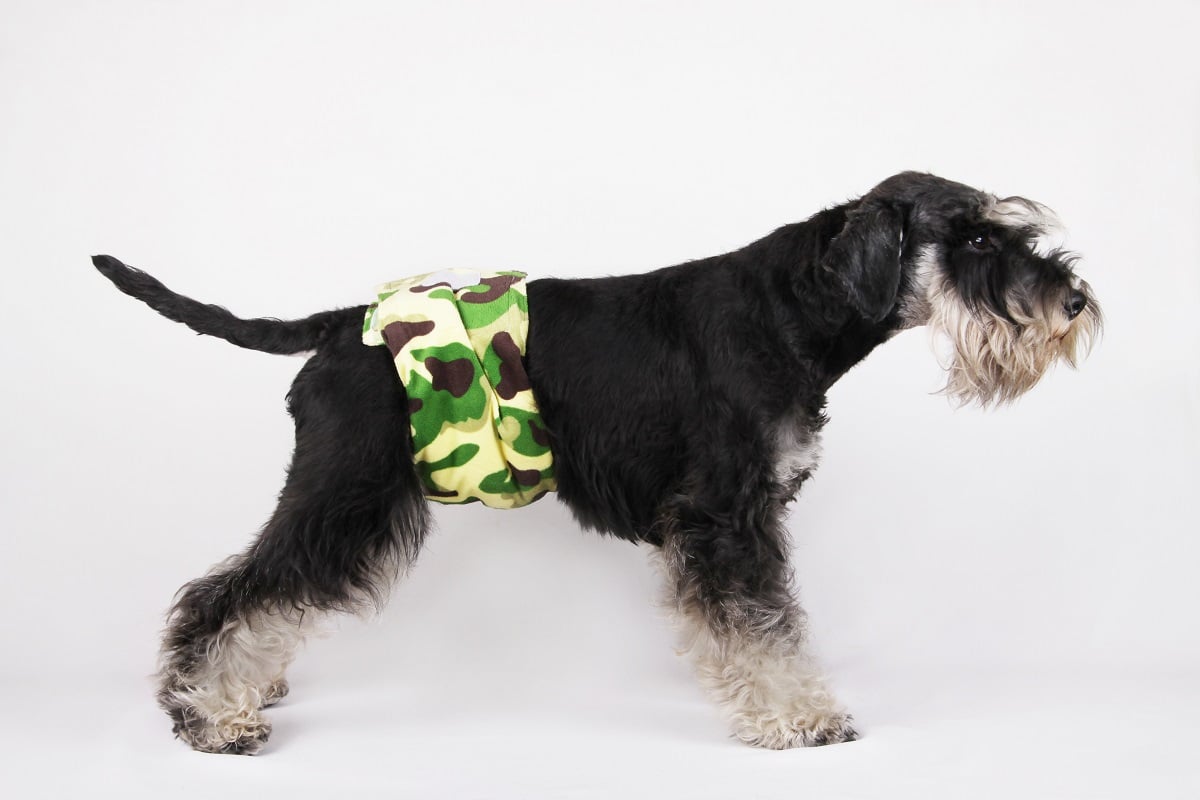 Male dog hotsell diapers for pee