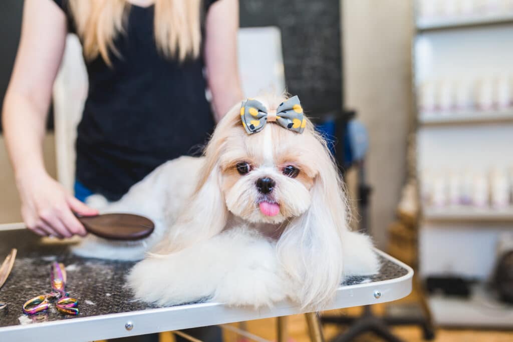 Hidden World of Dog Grooming: Unveiling Common Mistakes Pet Owners Make