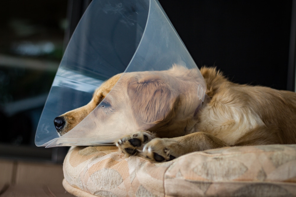 Golden Retriever Lying On Bed With A Cone Of Shame After Being Neutered
