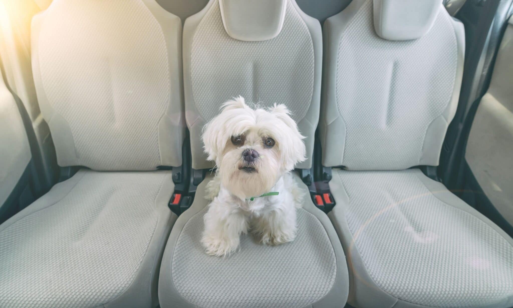 Help Your Dog Stay Calm On Car Rides With These Useful Tips