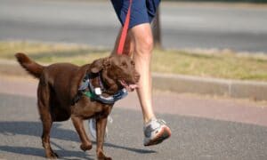 A Basic Guide On Running With Your Dog