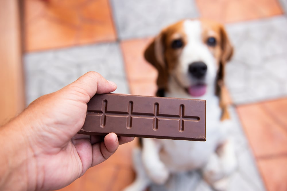 Lindo perro con uno de los alimentos humanos más comunes que los perros no pueden comer: el chocolate