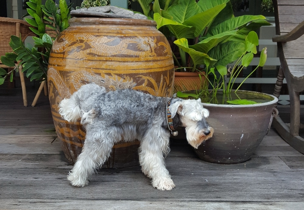 Dog Marking Territory By Peeing On Big Jar