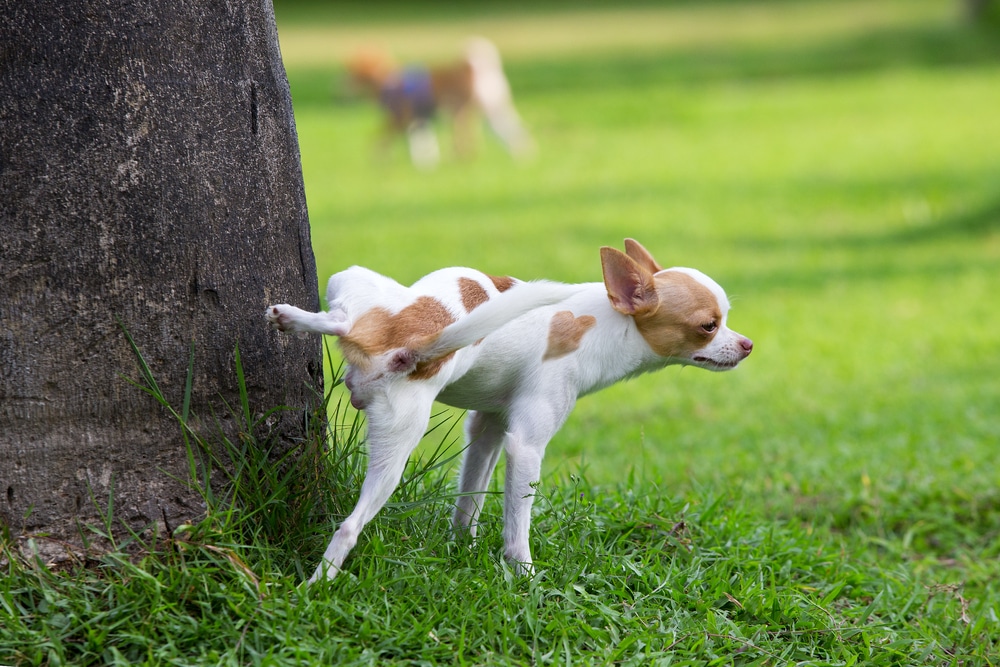 Dog Raising Leg And Peeing At A Tree At The Park 