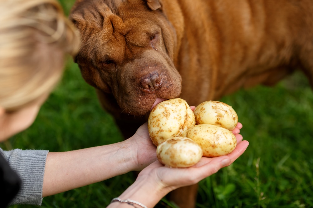 https://www.dogingtonpost.com/wp-content/uploads/2022/05/dog-sniffing-potatoes-out-of-its-owners-hands.jpg