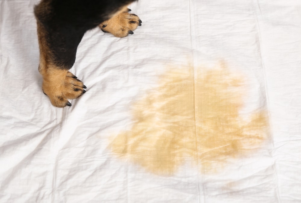 https://www.dogingtonpost.com/wp-content/uploads/2022/05/dog-urine-stain-on-mattress-with-dogs-paws-in-the-background.jpg