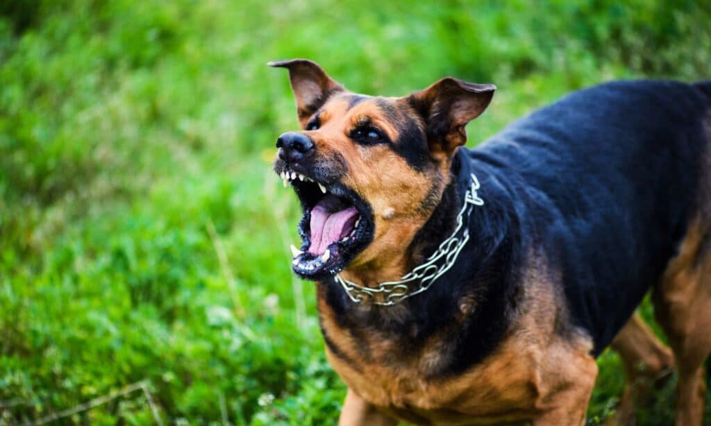 A Guide On Calming Down Your Reactive Dog - The Dogington Post