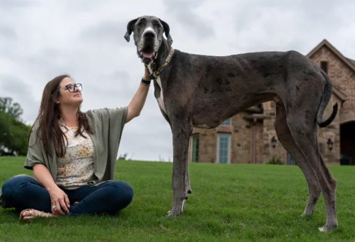 Great Dane From Texas Named As The Tallest Dog In The World - The ...