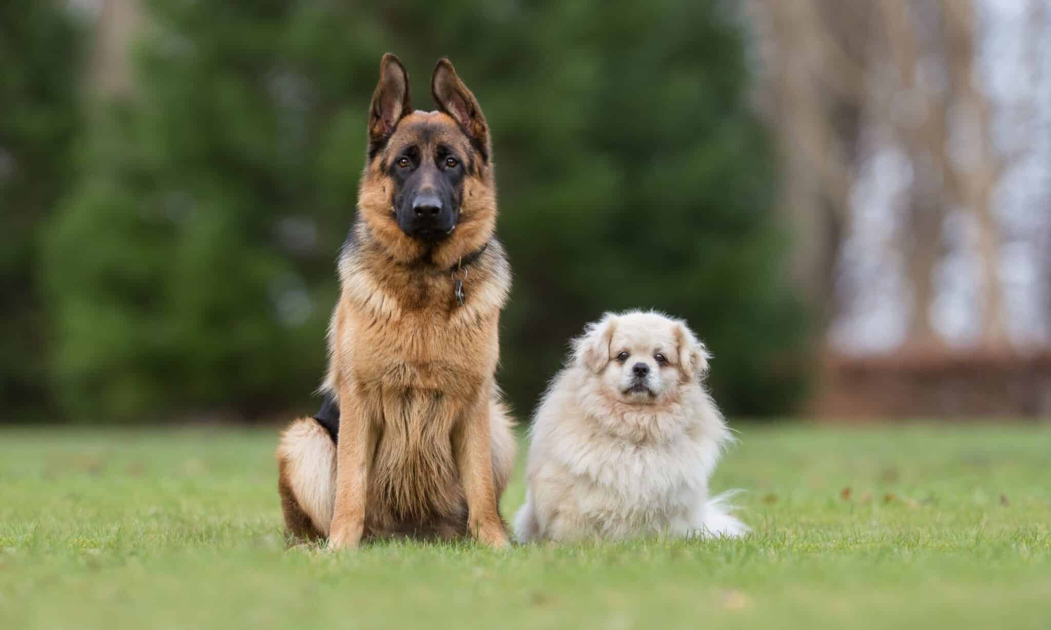 how do you introduce a new dog to your old dog