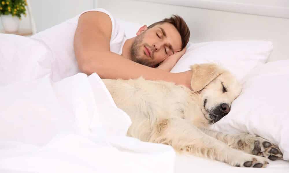 how-long-should-2-year-old-dogs-sleep-youtube