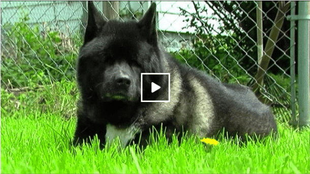 Amazing! Blind Akita's Canine Brothers Act as 'Seeing Eye Dogs' - The