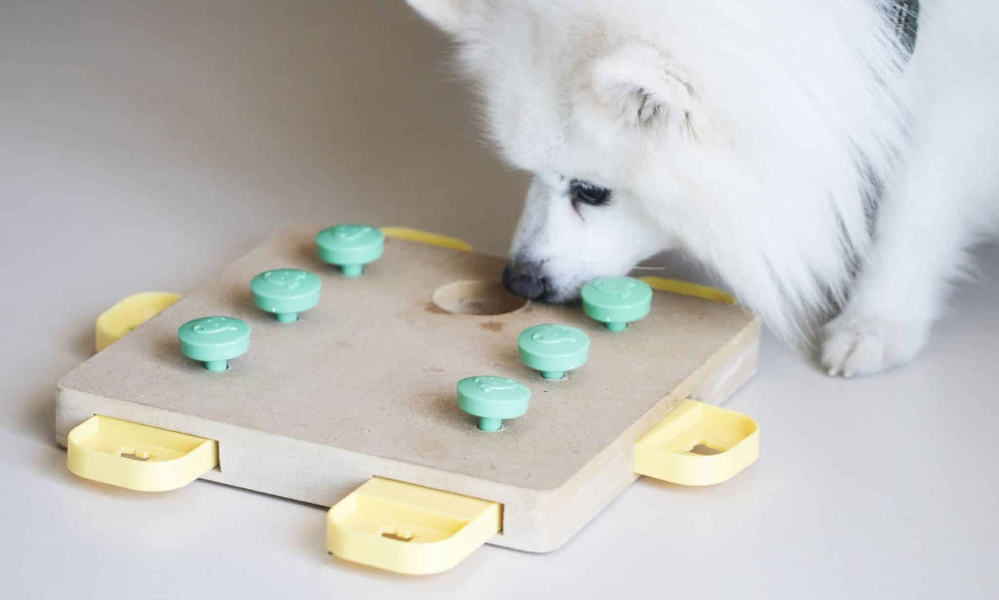 Three Simple Nose Work Games to Play With Your Dog - Puppy Leaks