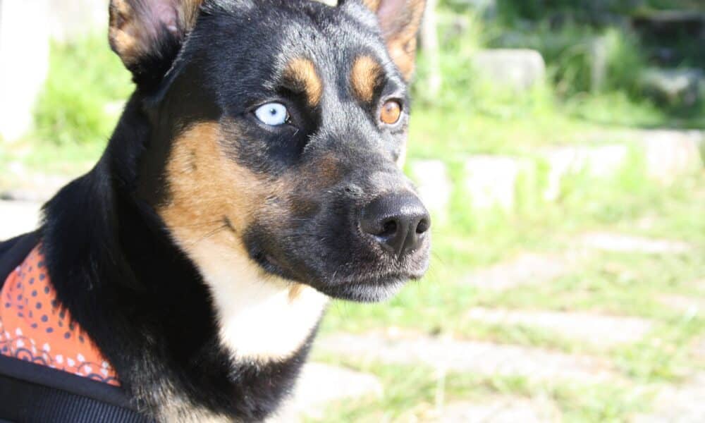 is-heterochromia-harmful-to-your-dog-the-dogington-post