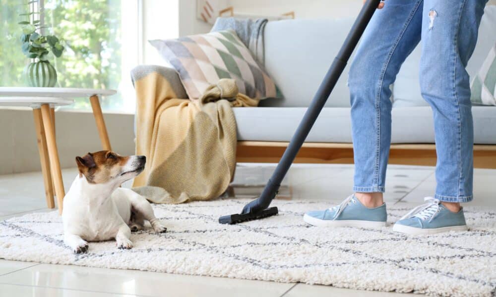 How to Clean Dog Urine From Mattress - The Dogington Post