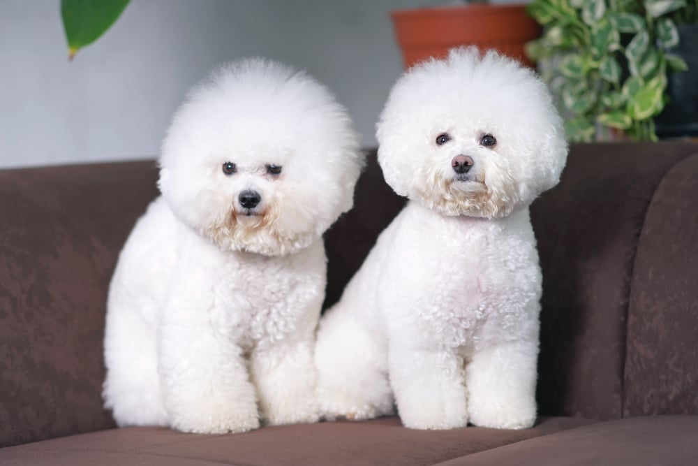 Bichon Frise Dogs With Stylish Haircuts Sitting Indoors On A Brown Couch