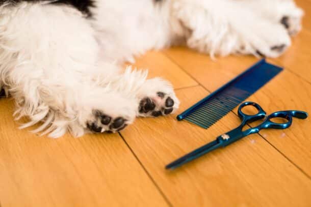 13 Simple Steps to Grooming A Shih Tzu At Home