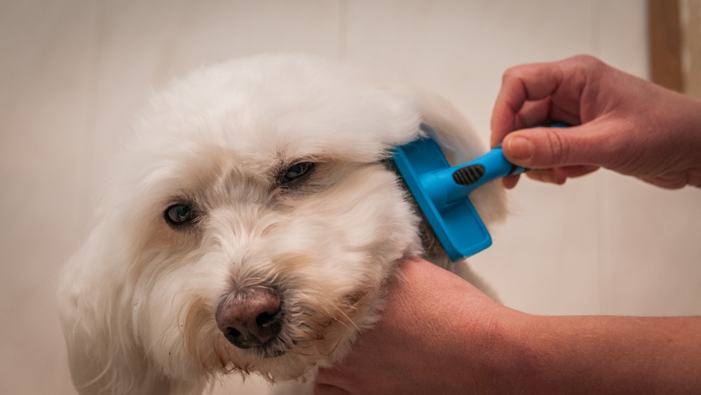 Small White Bichon Frise Being Brushed
