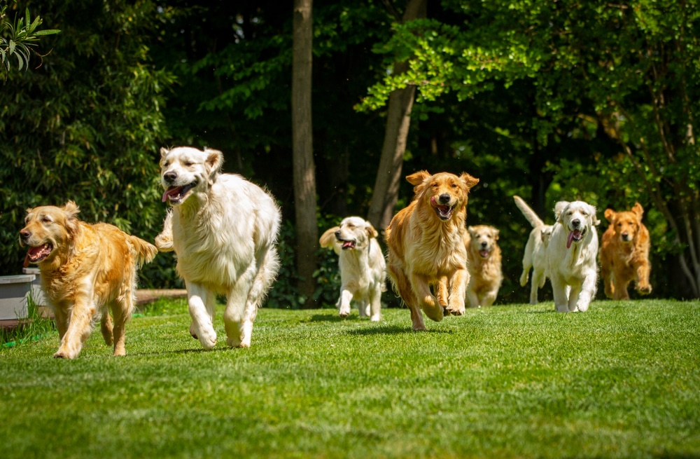 Golden Retrievers Gather To Honor A Late Furry Friend, The Boston ...