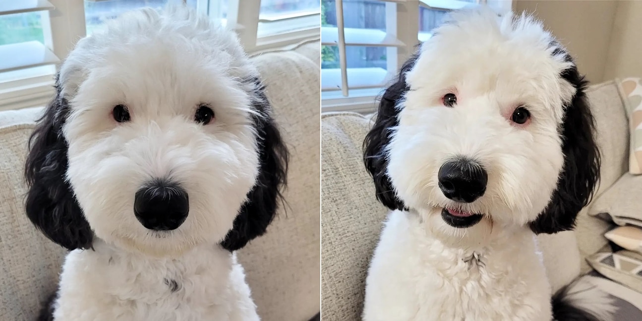 Meet The Real Life Snoopy: One-Year-Old Bayley The Mini Sheepadoodle