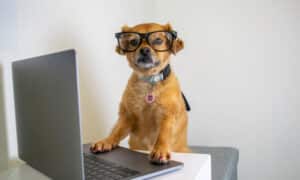 Cute Dog Wearing Glasses And Working On Laptop