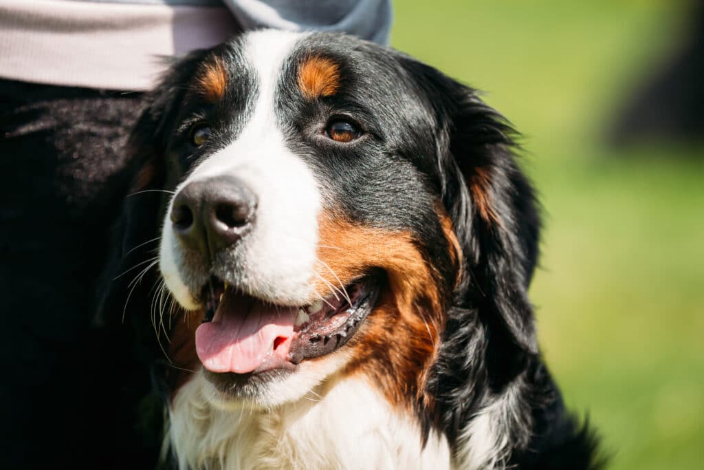 One Of The Irish President’s Bernese Mountain Dogs Die At Age 11