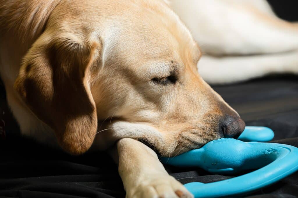 Aircraft Carrier Ford Deploys With A Therapy Dog In Its Crew