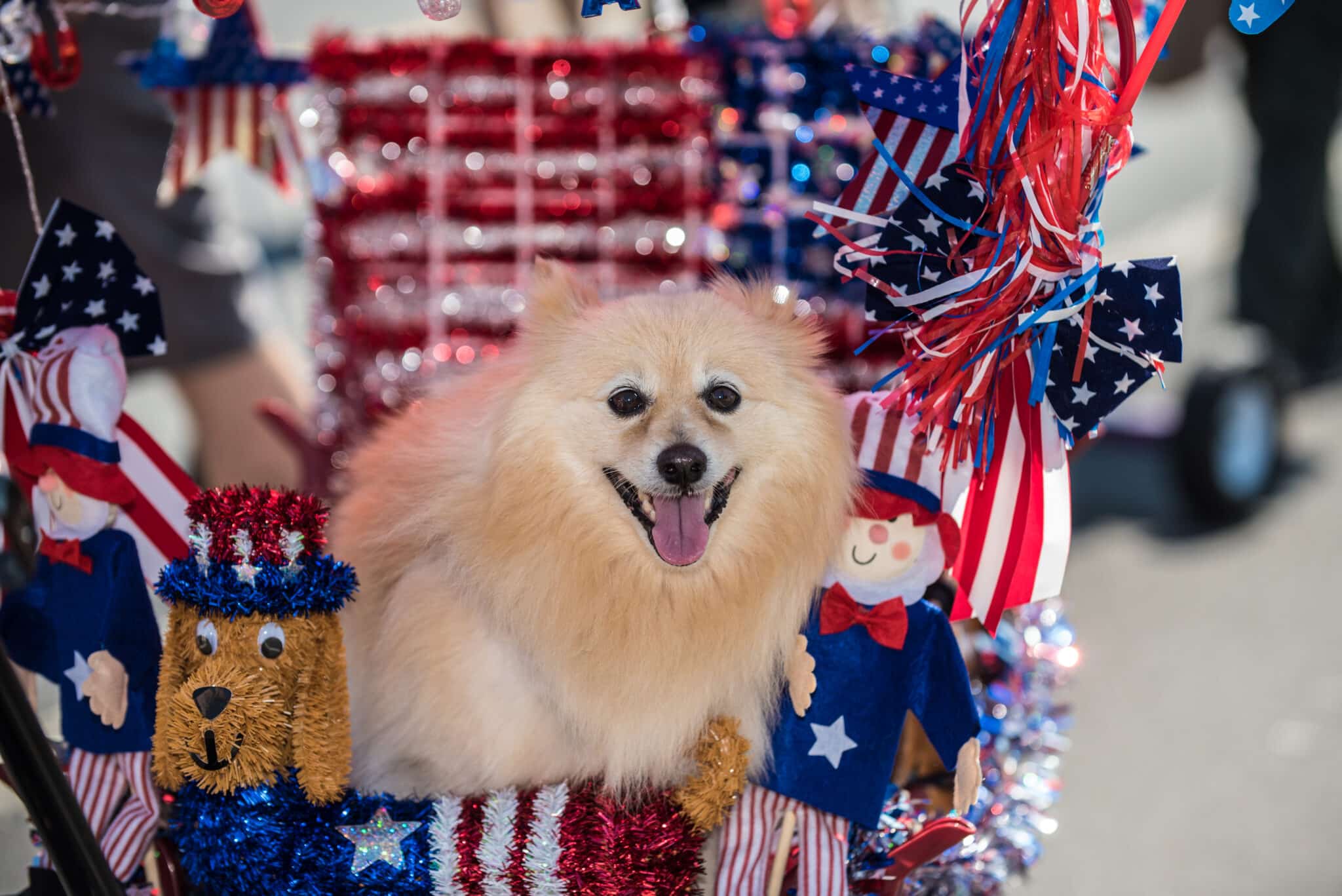 4th-of-july-for-dogs-dog-friendly-events-you-can-t-miss