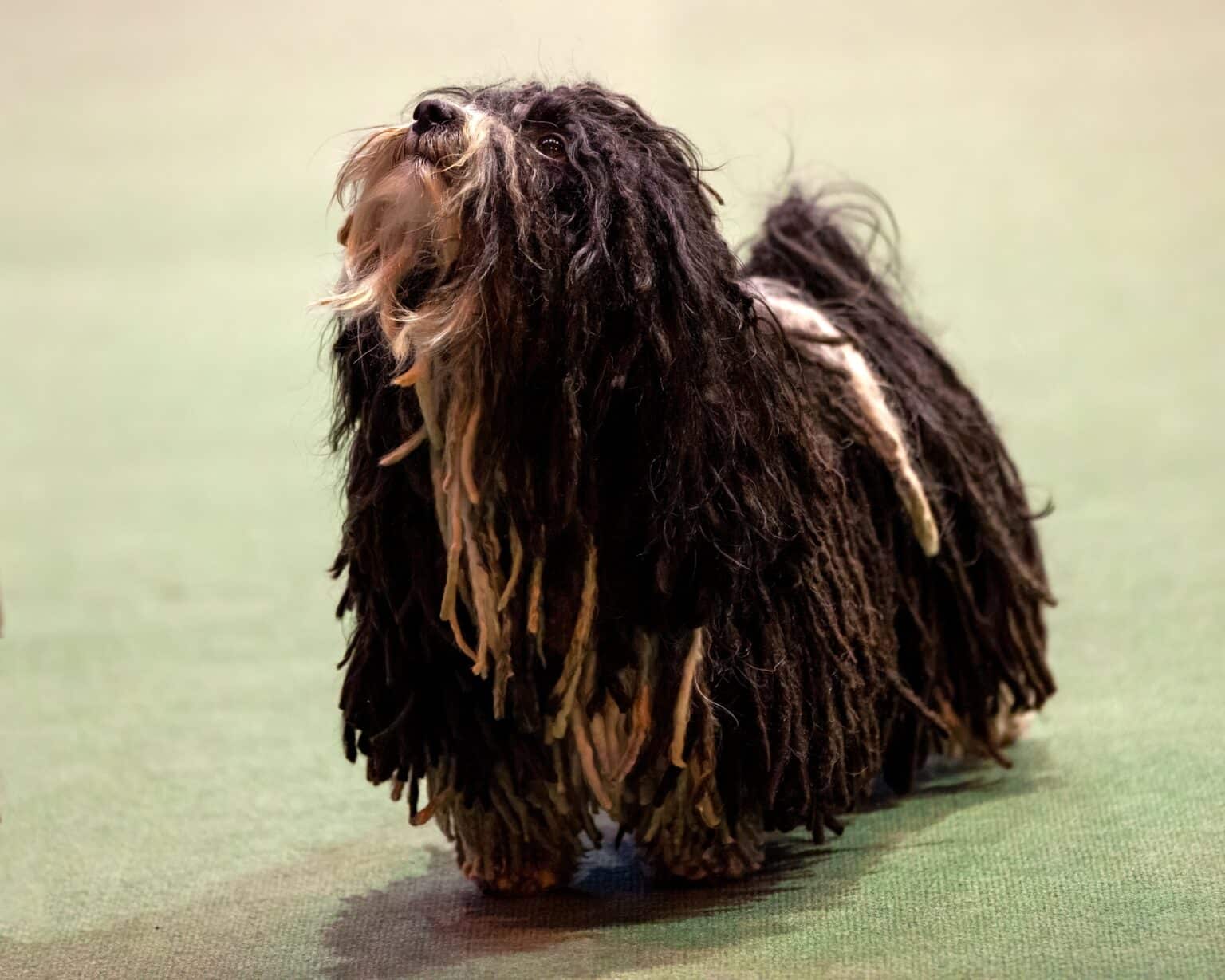 Dogs With Dreadlocks: What Are Corded Dog Breeds? – The Dogington Post