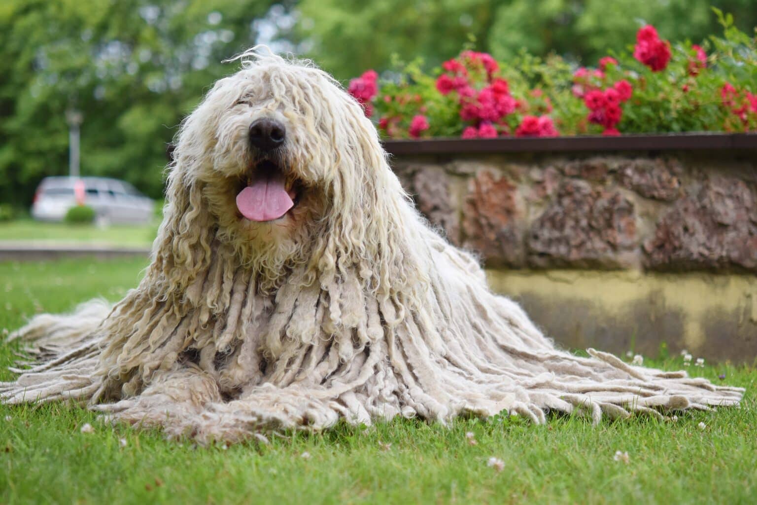 Dogs With Dreadlocks: What Are Corded Dog Breeds?