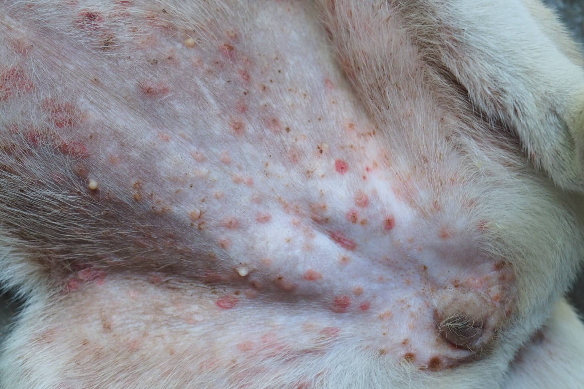 The Most Common Dog Skin Conditions - The Dogington Post