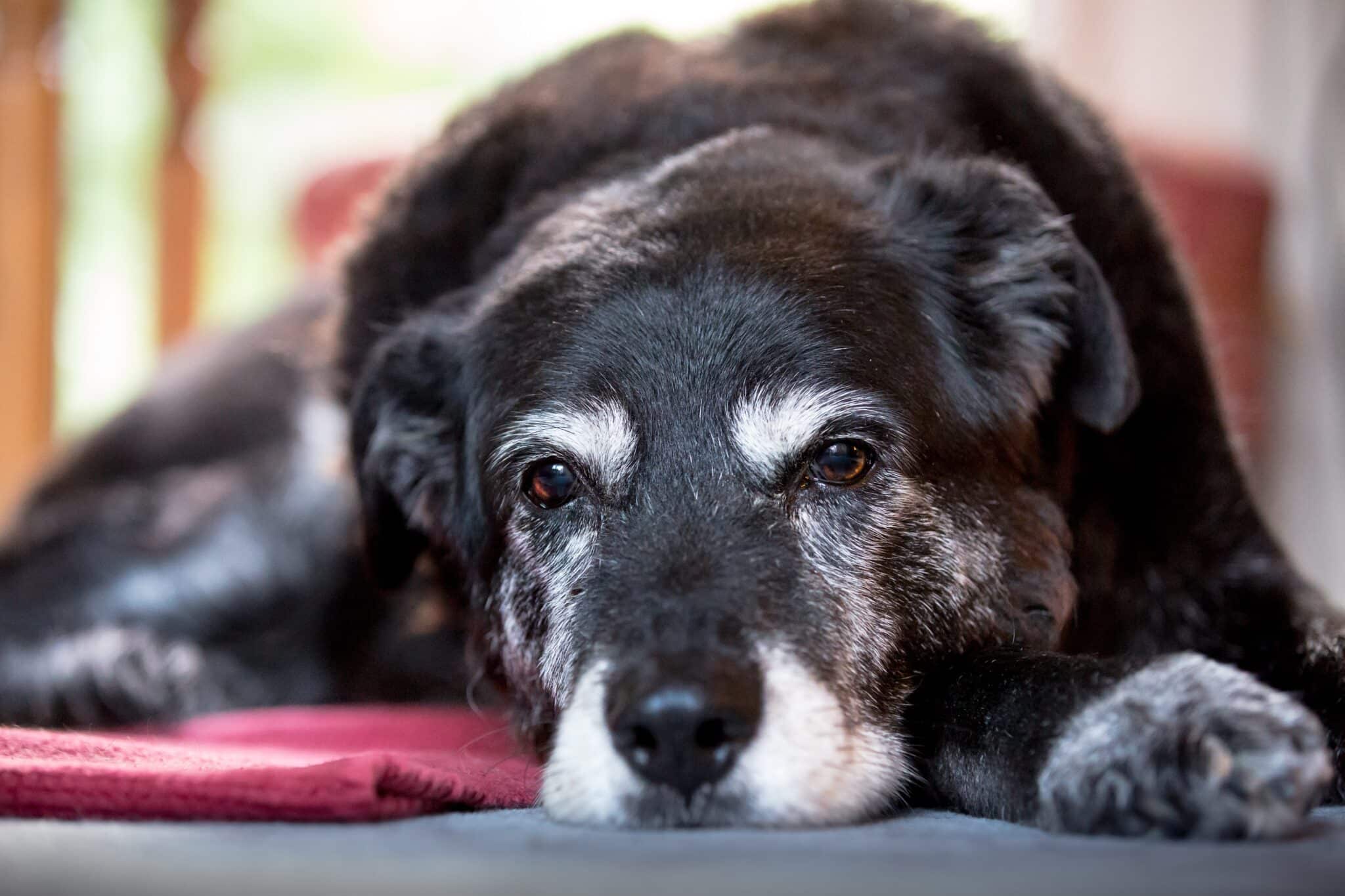 Dog Dementia: How To Spot Early Signs And Help Your Dog