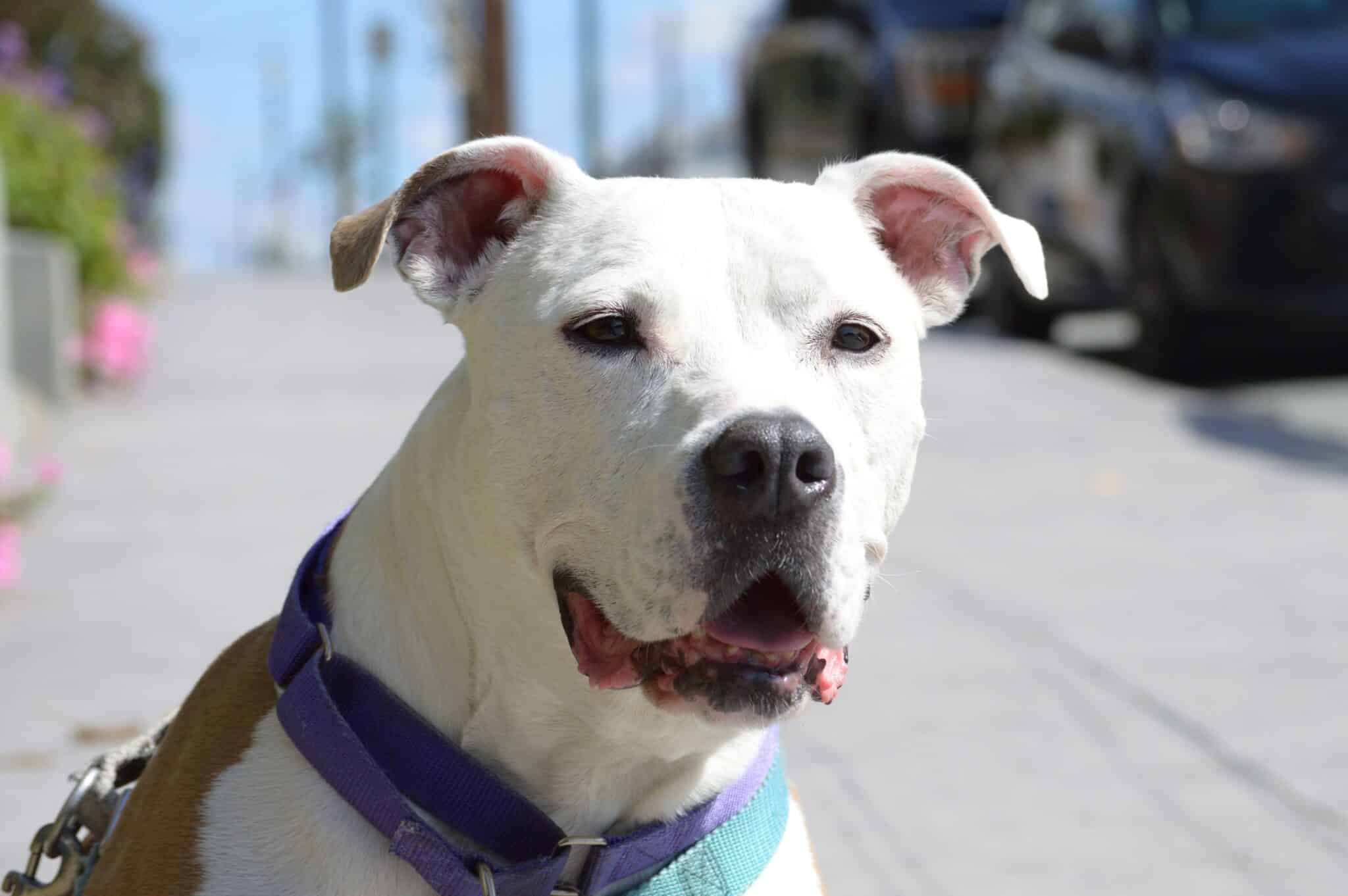 Vineland teacher's deaf pit bull is ASPCA Dog of the Year