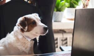 A white dog in a tie at his desk looks at his laptop.