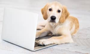 Beautiful Dog With Laptop Lying On Floor In Light Room