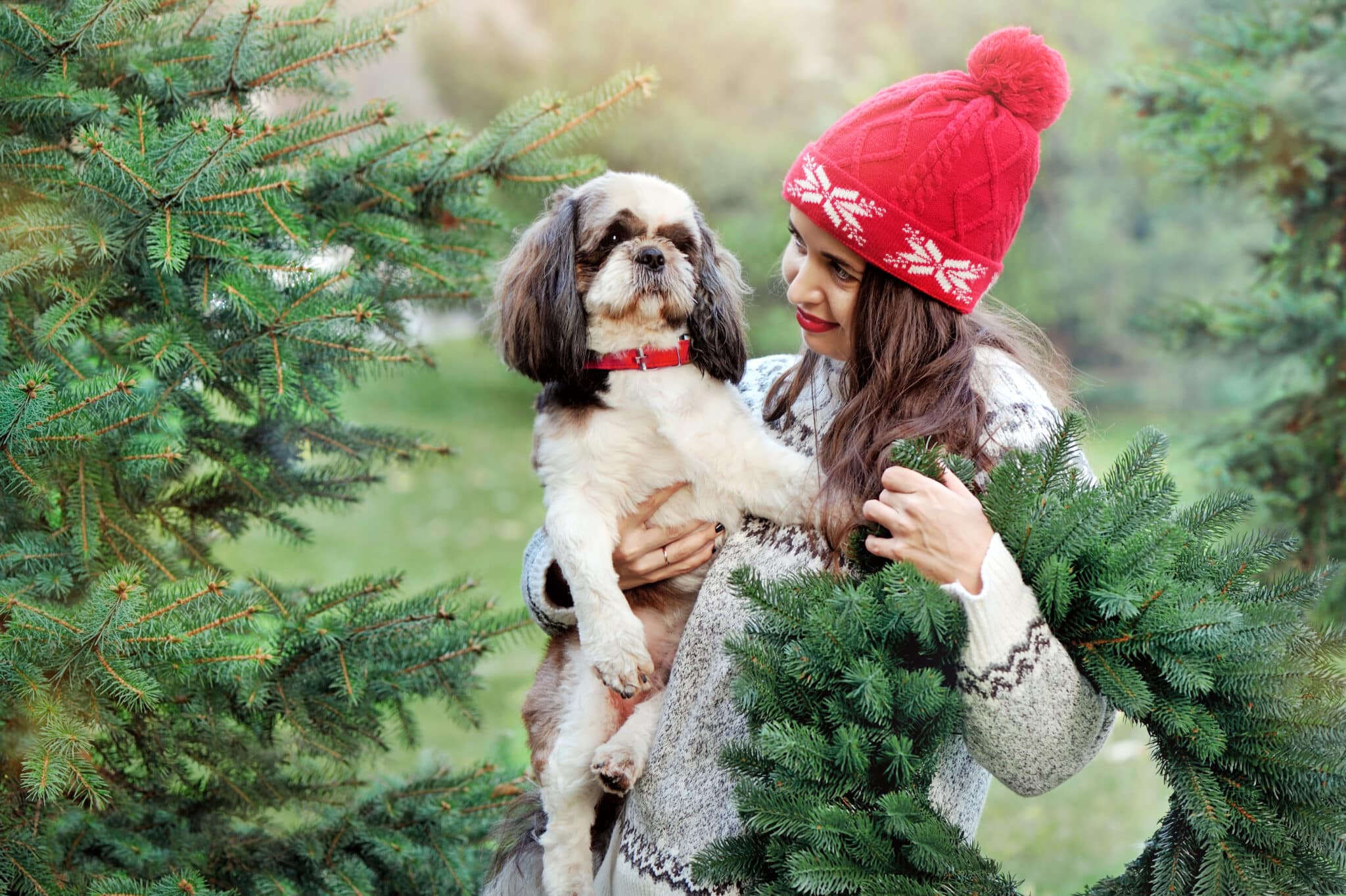 WATCH: Dogs Opening Their Christmas Presents - The Dogington Post