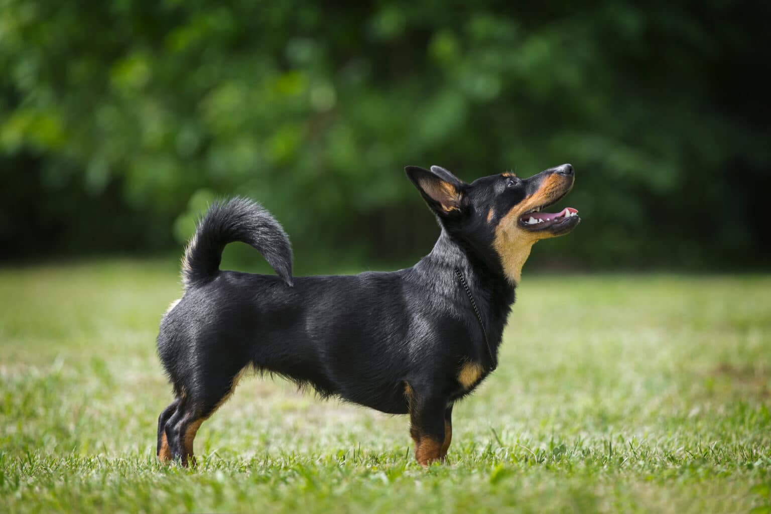 Meet AKC's Newest Recognized Dog Breed, The Lancashire Heeler