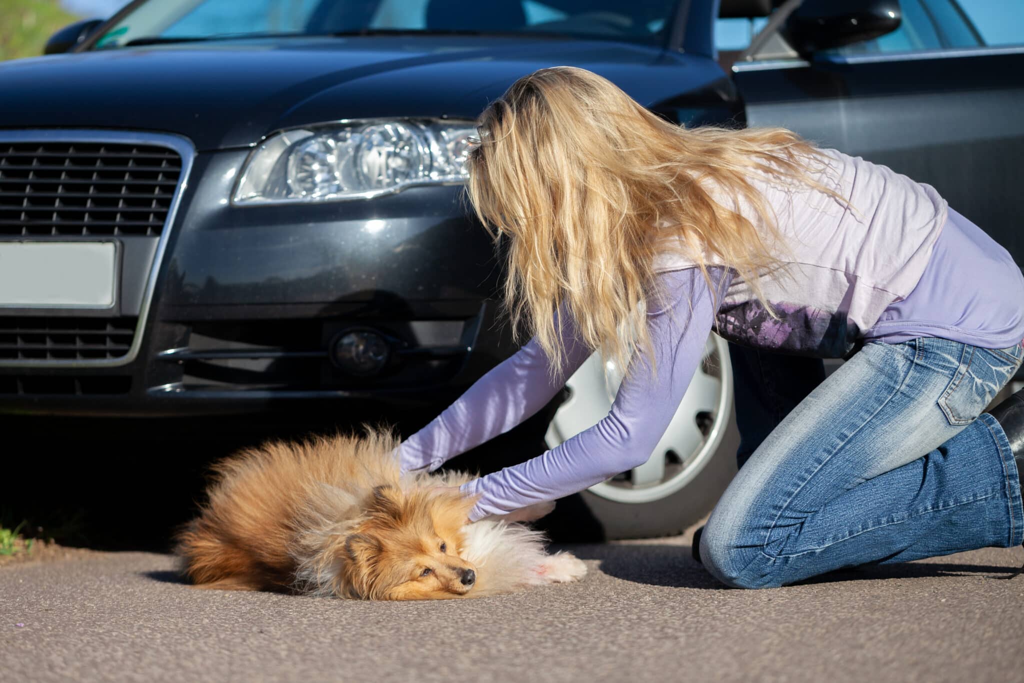 Woman Helps An Injured Dog In Front Of A Car. 