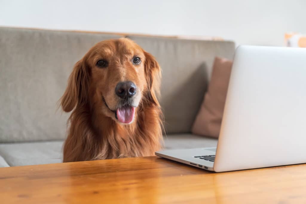 Weekly Roundup Funny Dog Posts From Last Week Apr 15   Golden Retriever And Laptop On Desktop 1024x681 