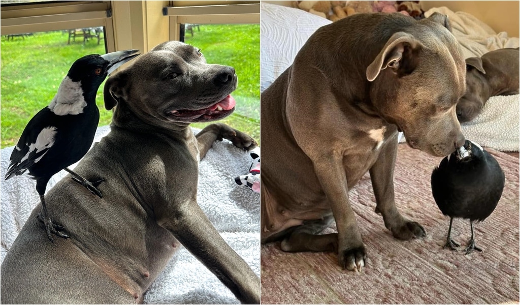 A Bird Reunites With Dog Best Friend After Separation Sparks Public Outcry