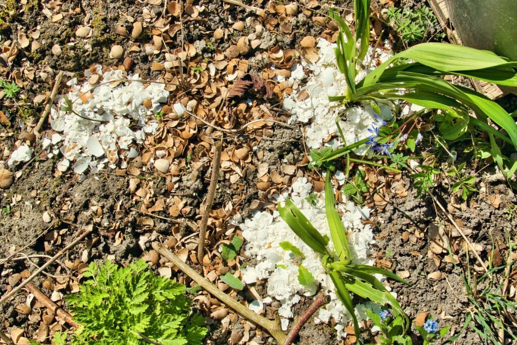 Cáscaras de huevo trituradas alrededor de una planta joven, destinadas a proteger la planta de los caracoles voraces