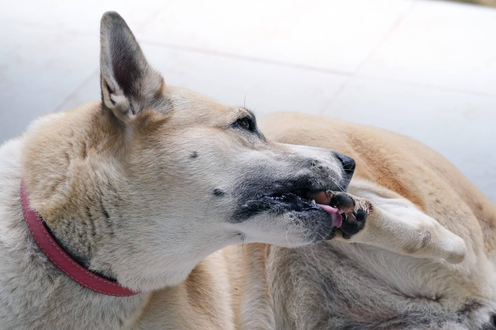 Seasonal Allergies In Dogs: Spring Edition