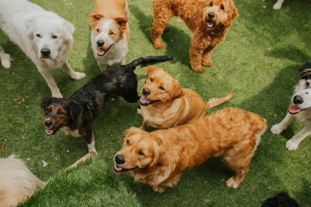Perros en la guardería para perros jugando