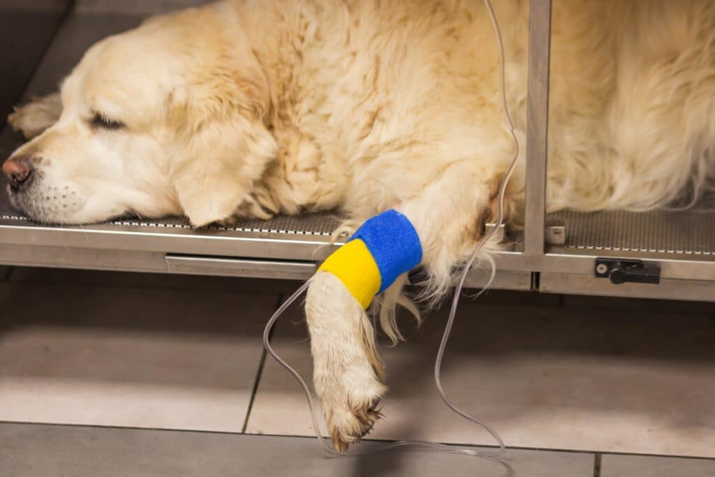 Golden Retriever'S Dog Paw With Catheter For A Dropper